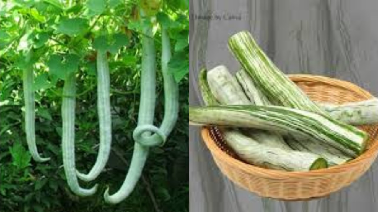 Manfaat Pare Belut Bagi Kesehatan !