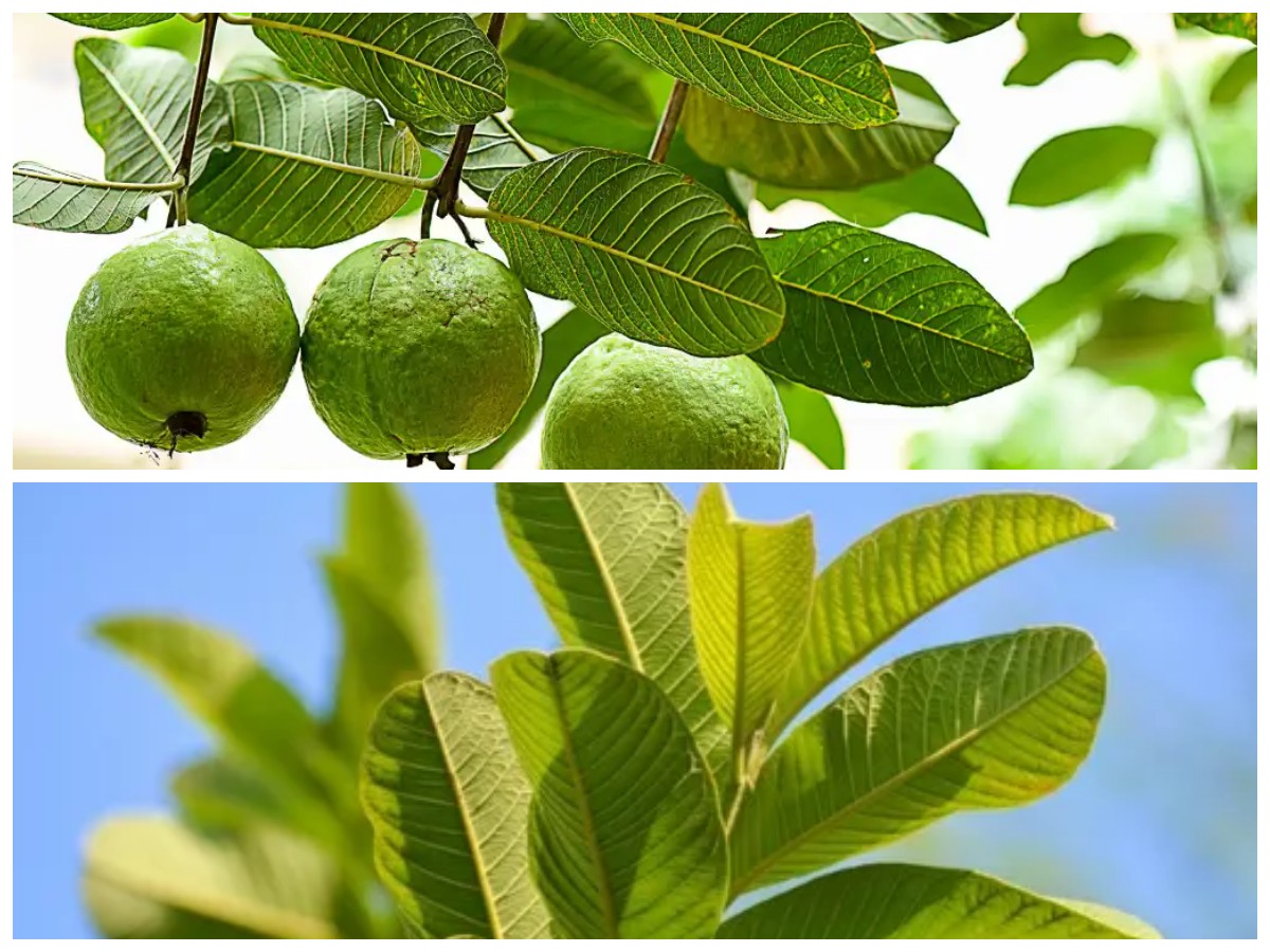 Rahasia Manfaat Daun Jambu Biji: Solusi Alami untuk Berbagai Masalah Kesehatan