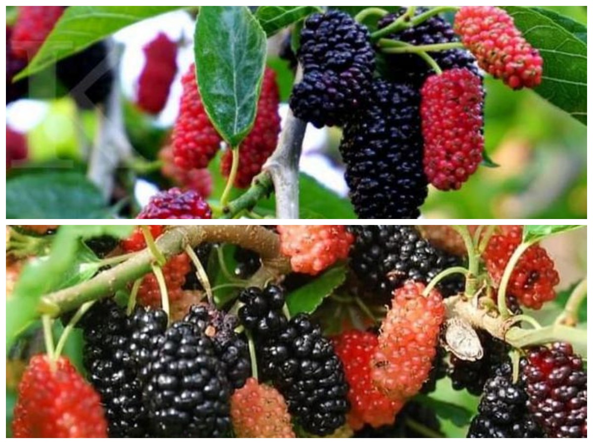 Rahasia Sehat dari Alam: Buah Murbei untuk Daya Tahan Tubuh dan Energi Maksimal