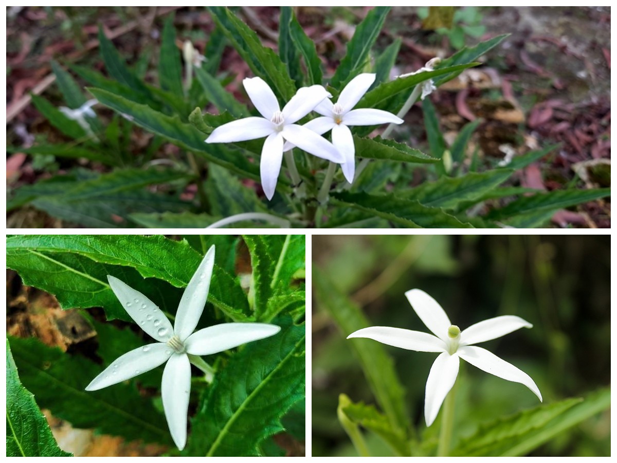 Ini 5 Manfaat Bunga Kitolod bagi Kesehatan yang Jarang Diketahui, Nomor 3 Bikin Tak Terduga!