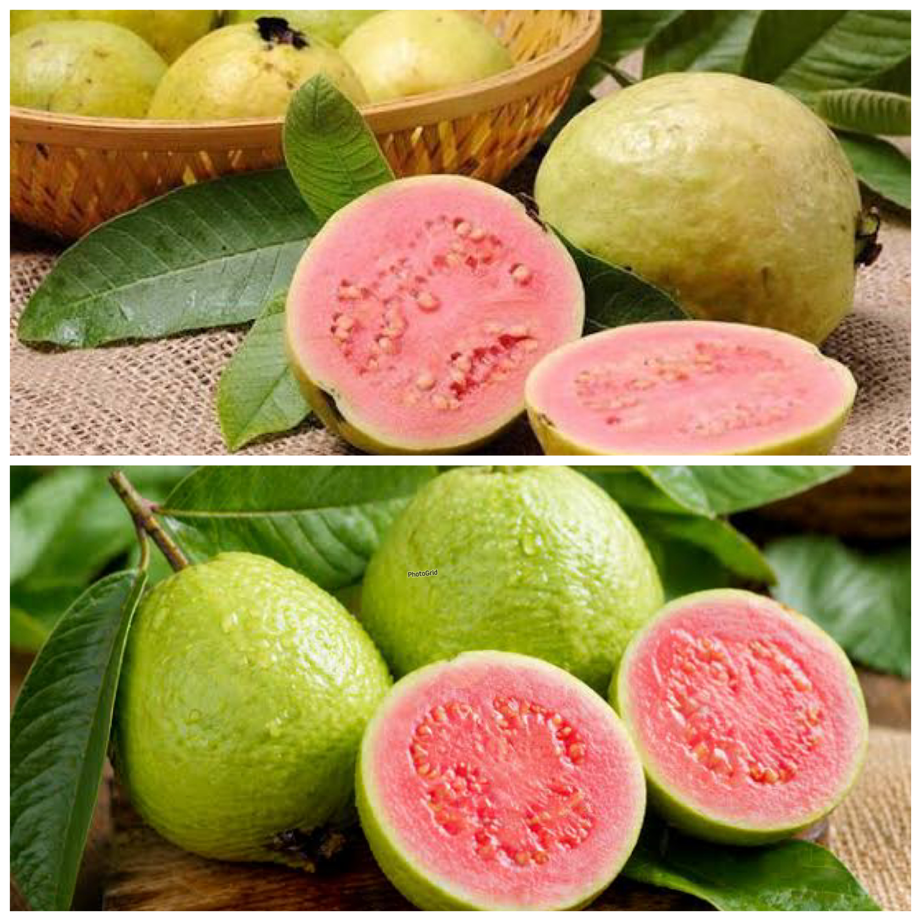 Manfaat Luar Biasa Jambu Biji untuk Kesehatan, Buah Murah dengan Khasiat Tak Terduga!