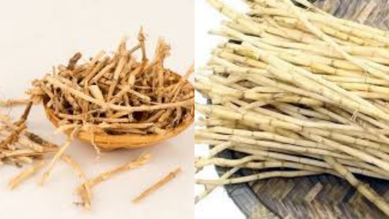  Simak Inilah 7 Manfaat Akar Alang-Alang Untuk Kesehatan Yang Harus Kalian Tahu!