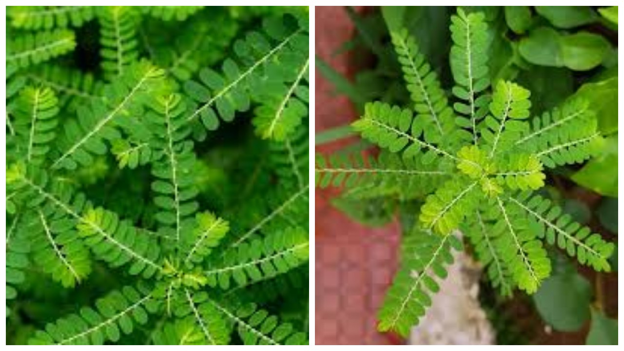 5 Manfaat Daun Meniran untuk Kesehatan Tubuh !