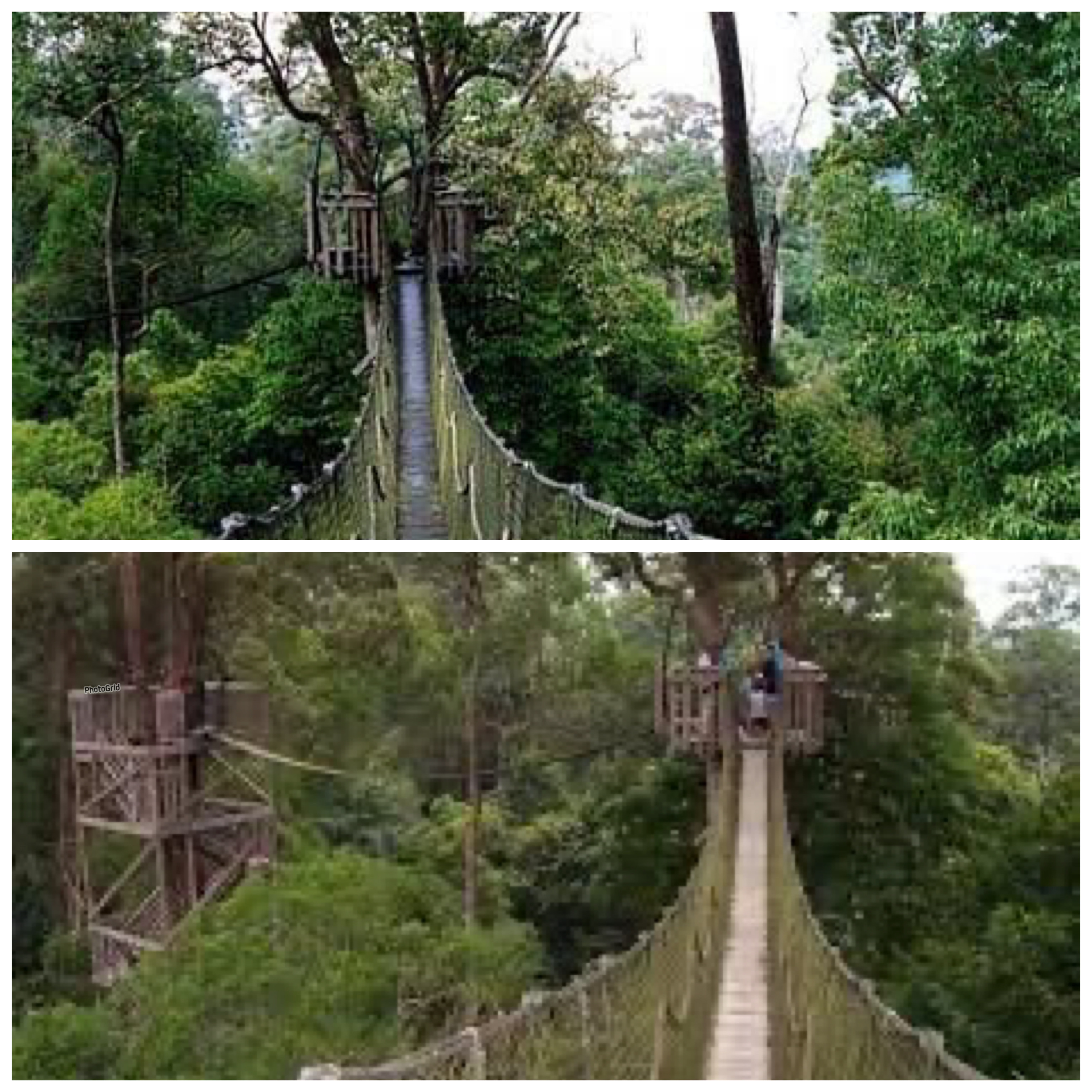 Menelusuri Sejarah Jembatan Kanopi Bangkirai di Kawasan Wisata Alam Bangkirai Hill