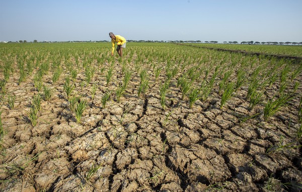 Indonesia Siap Hadapi Dampak El Nino, Ini Strategi Pangan Nasional Matang Yang Disiapkan!