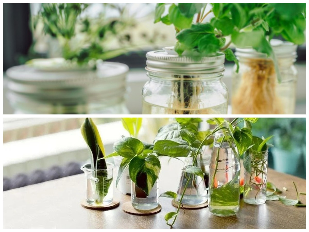 Unik dan Praktis! 7 Tanaman Hias Air di Botol yang Percantik Rumah Tanpa Ribet Perawatan