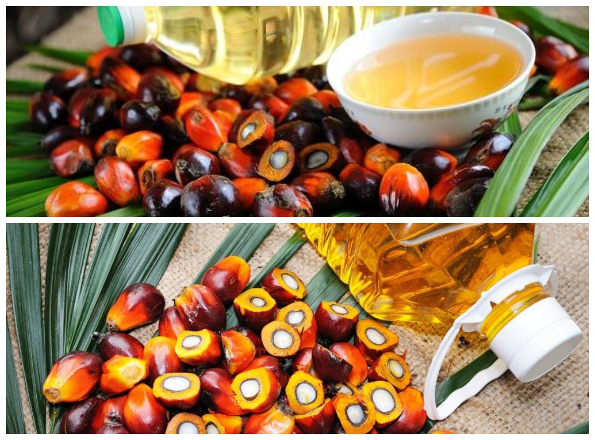 Manfaat Buah Sawit bagi Kesehatan Tubuh: Dari Perlindungan Jantung hingga Kesehatan Mata!