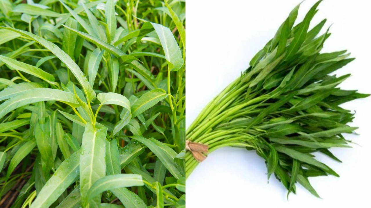 Manfaat Kangkung untuk Anak, Nutrisi Alami untuk Tumbuh Kembang Optimal!