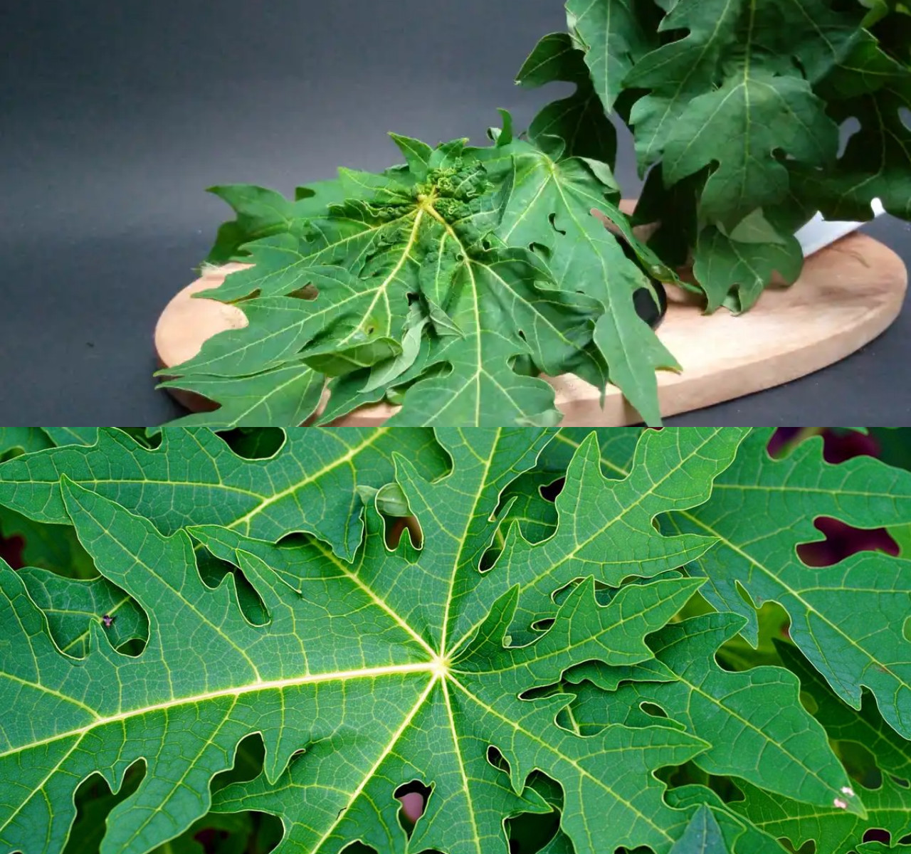 9 Manfaat Daun Pepaya untuk Kesehatan dan Efek Sampingnya!