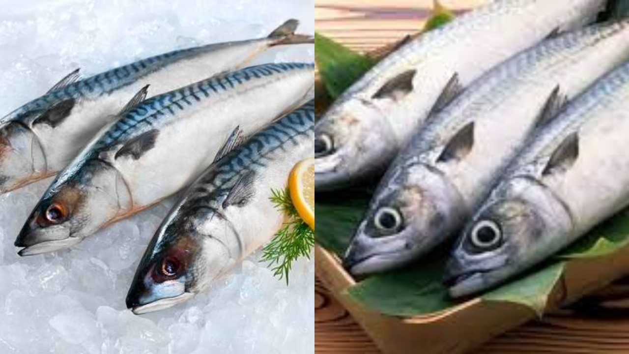 Kaya Nutrisi dan Rendah Lemak, Ini Manfaat Ikan Tongkol untuk Tubuh Sehat dan Kuat!