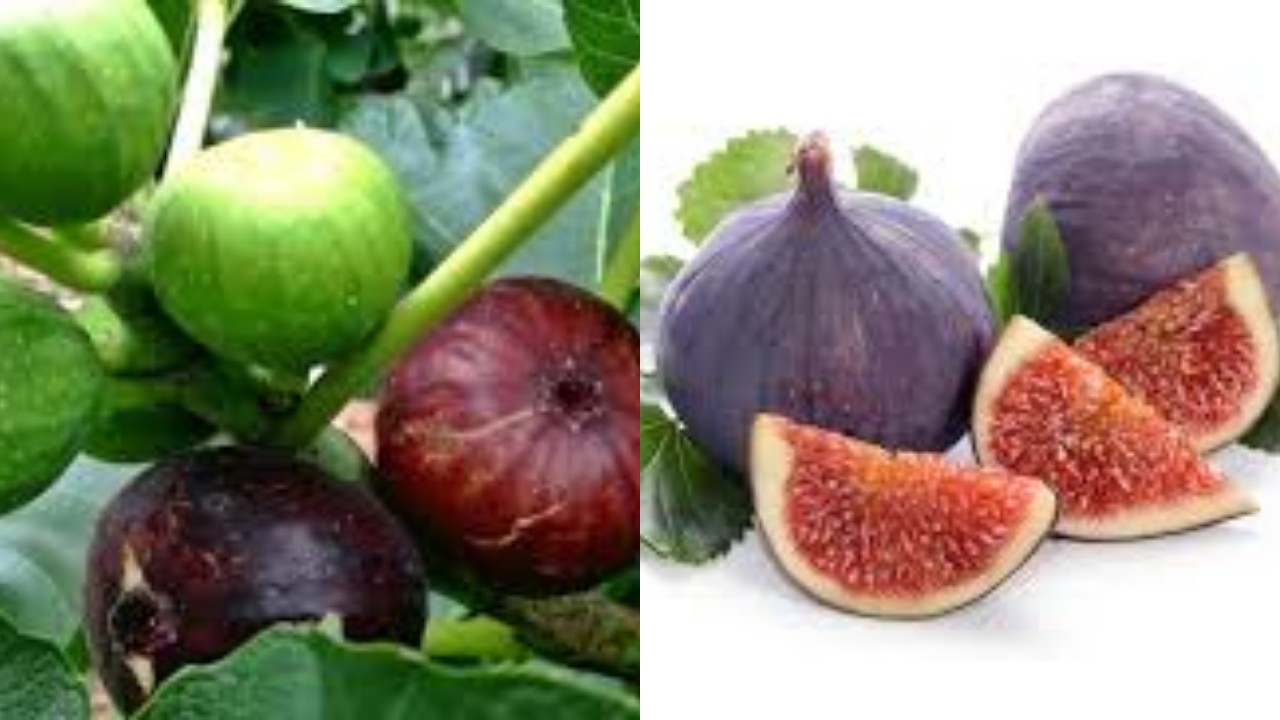 13 Manfaat Buah Tin, buah yang Terdapat dalam Al-Quran