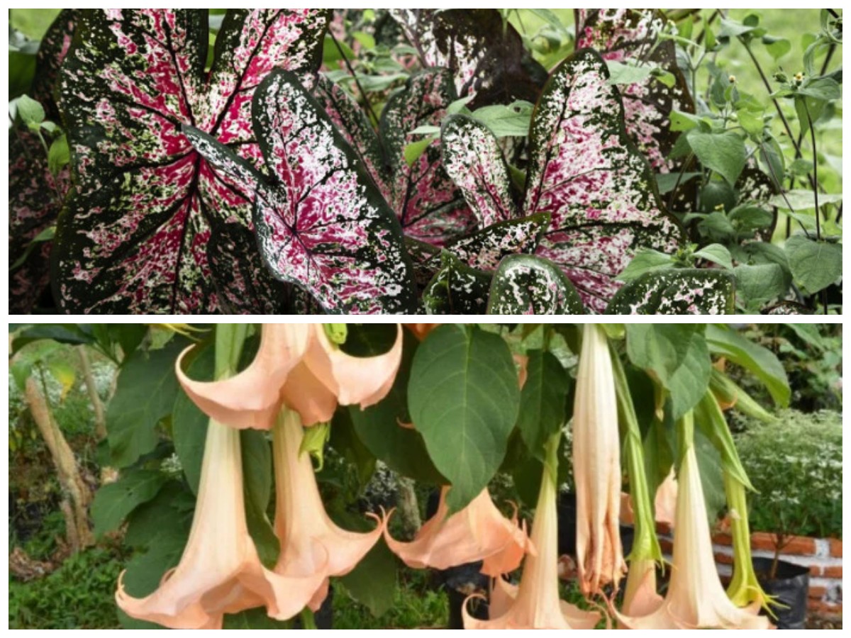 Cantik Memikat Namun Berbahaya! 5 Bunga Hias Populer Ini Ternyata Mengandung Racun