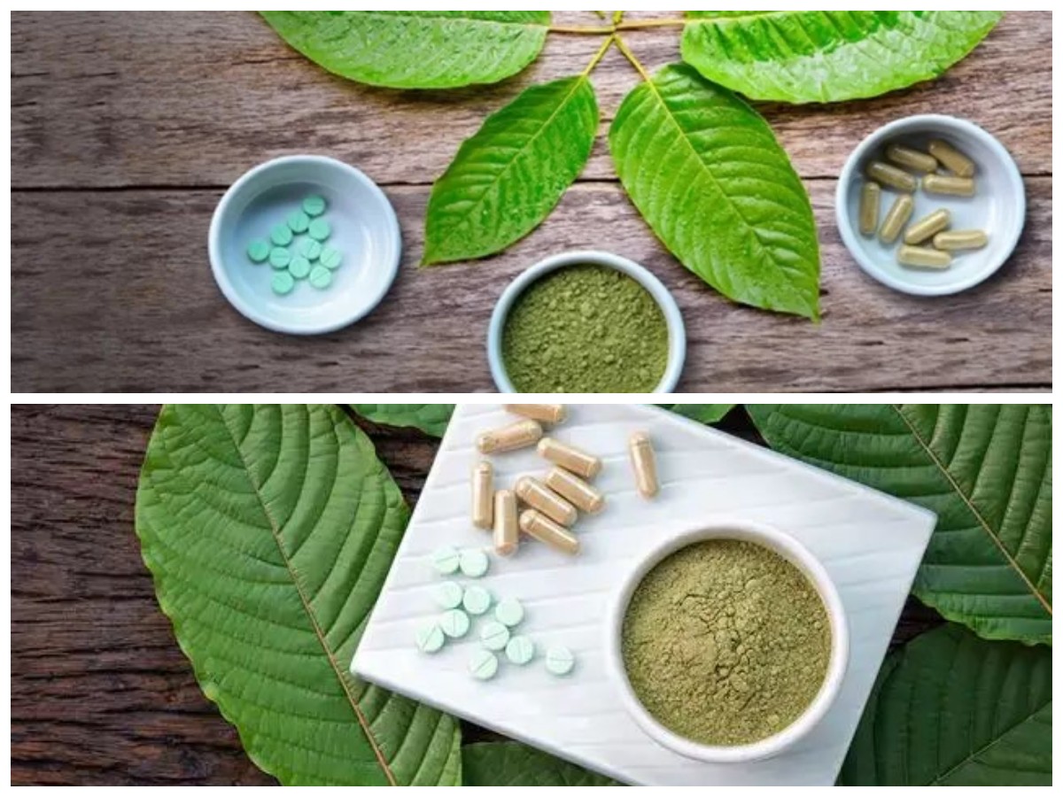 Mengenal Daun Kratom: Potensi Pengobatan dan Manfaat Kesehatan yang Terabaikan