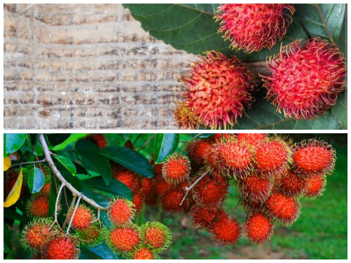 Manfaat Tersembunyi Daun Rambutan untuk Tubuh yang Perlu Kamu Tahu