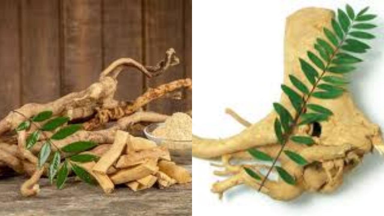 Inilah 7 Manfaat Pasak Bumi Untuk Kesehatan Tubuh Yang Perlu Kalian Diketahui!