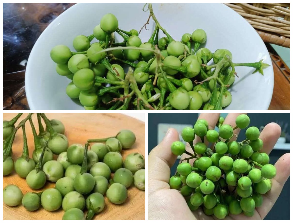 Manfaat Buah Rimbang bagi Kesehatan: Kandungan, Khasiat, dan Cara Konsumsinya!