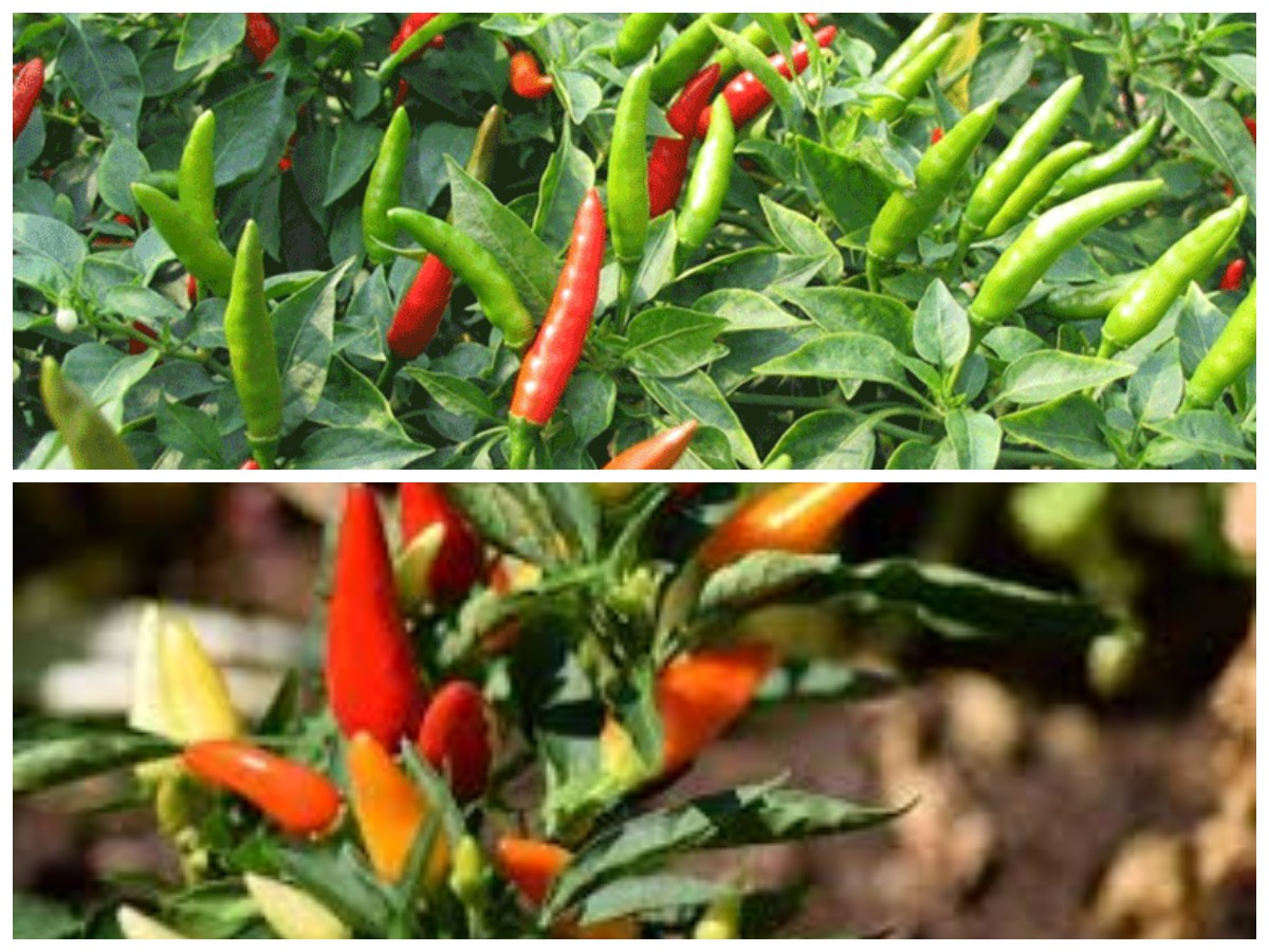 Jangan Remehkan Cabai Rawit, Ini Khasiat Dahsyatnya untuk Kesehatan Tubuh