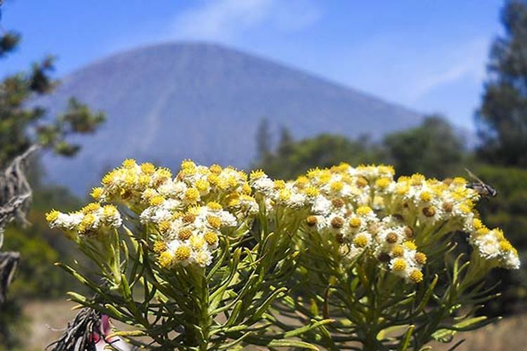 Meski Tawarkan Pemandangan Indah, Namun di Gunung Prau ini Tak ada Bunga Edelwis! Kok bisa? Ini Penyebabnya