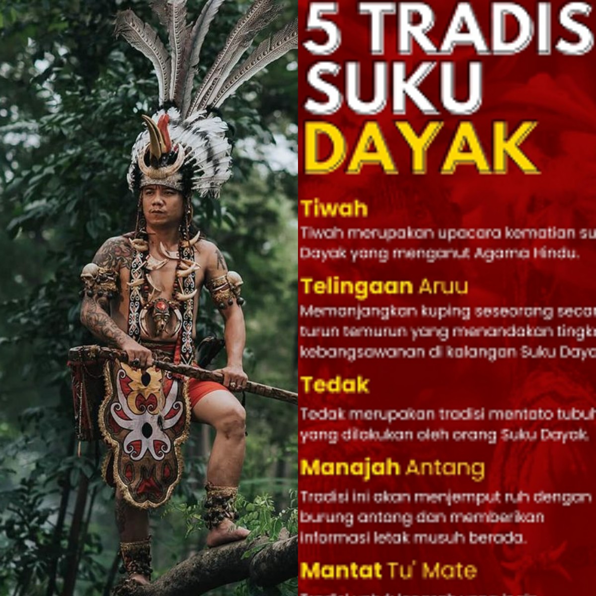 Mau Tahu Rahasia Keindahan Tradisi Suku Dayak?! Jangan Lewatkan!