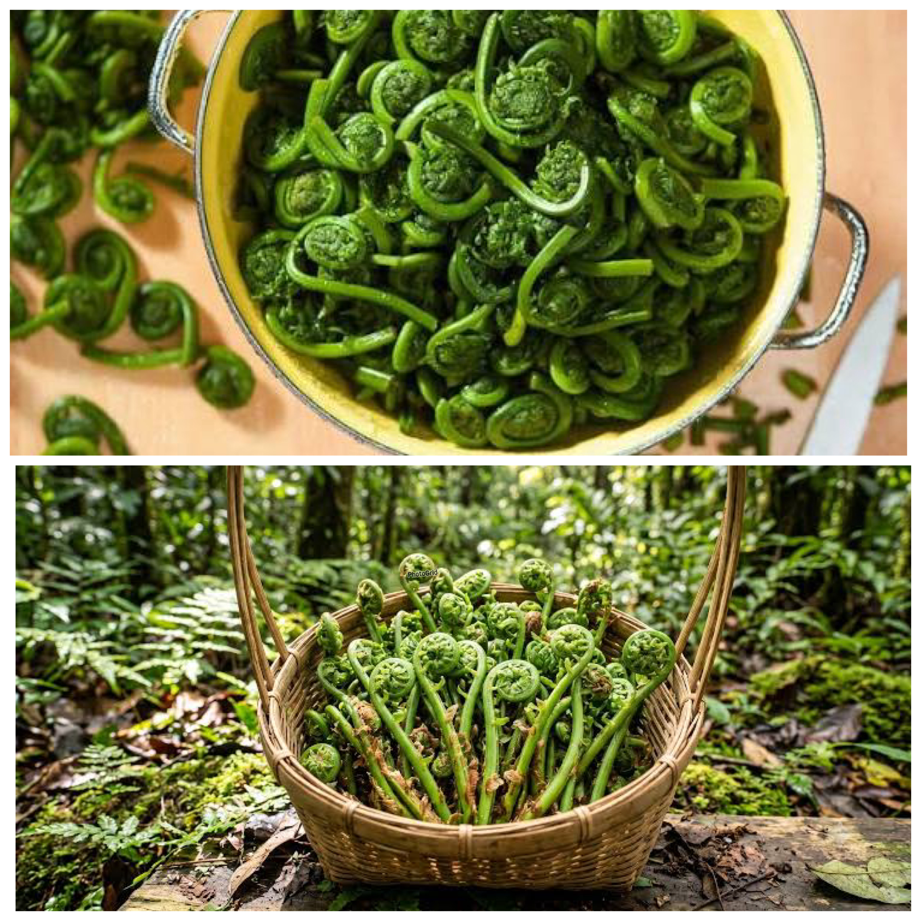 Khasiat Tersembunyi Sayur Pakis, Hijau Lezat yang Baik untuk Menjaga Kesehatan Tubuh!
