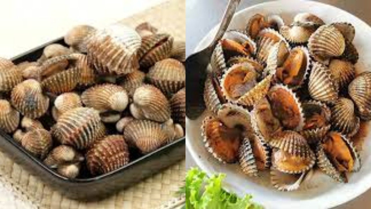 Wajib Tahu Inilah 8 Jenis Kerang dan Manfaatnya untuk Kesehatan Tubuh!