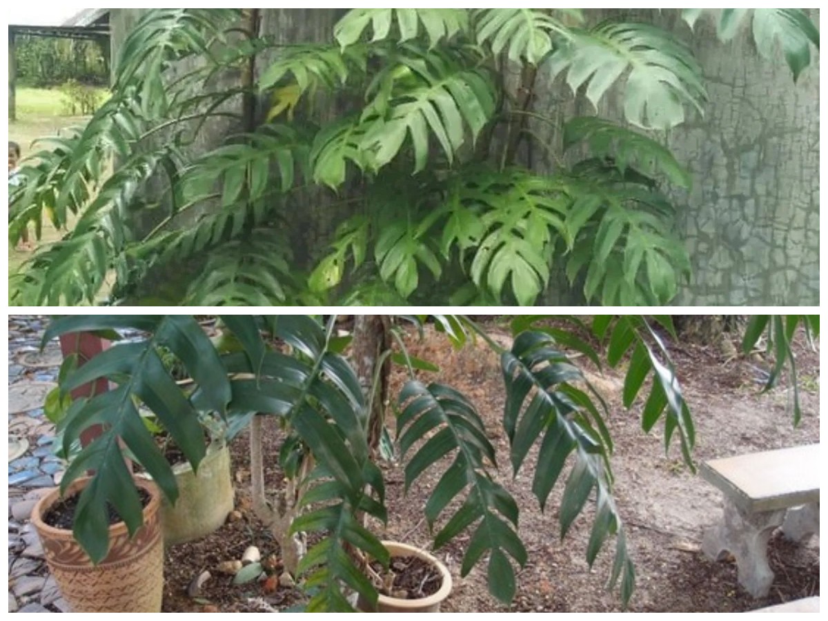 Mengenal Khasiat Daun Ekor Naga: Manfaat Luar Biasa untuk Kesehatan