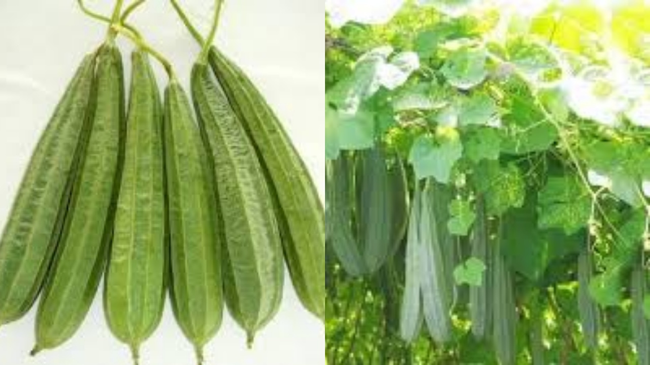 Inilah 5 Manfaat Sayur Gambas Untuk Kesehatan Yang Harus Kalian Tahu!