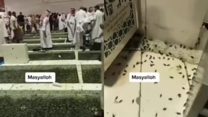 Viral Ribuan Jangkrik Serbu Tanah Suci Mekkah