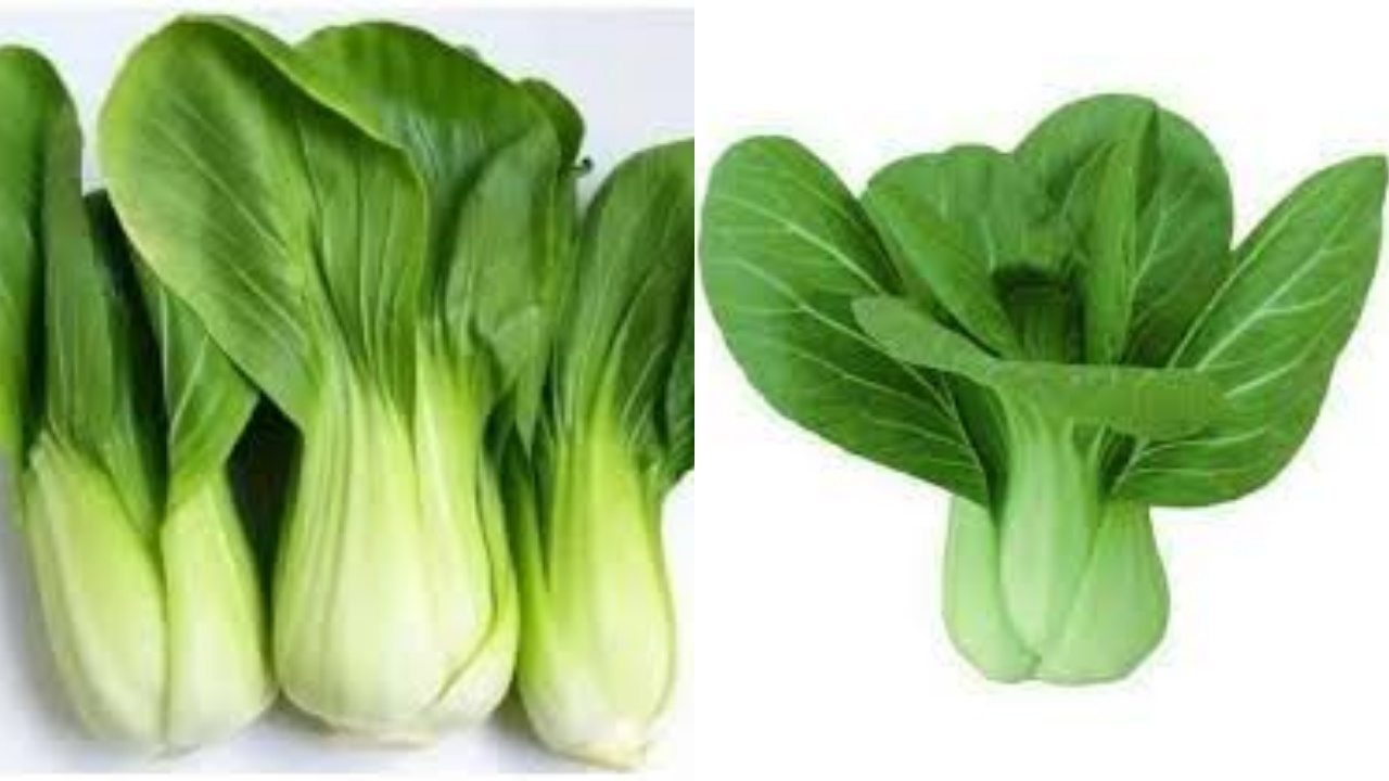 8 Manfaat Sayur Pakcoy Untuk Kesehatan Tubuh, Yuk Baca Selengkapnya!