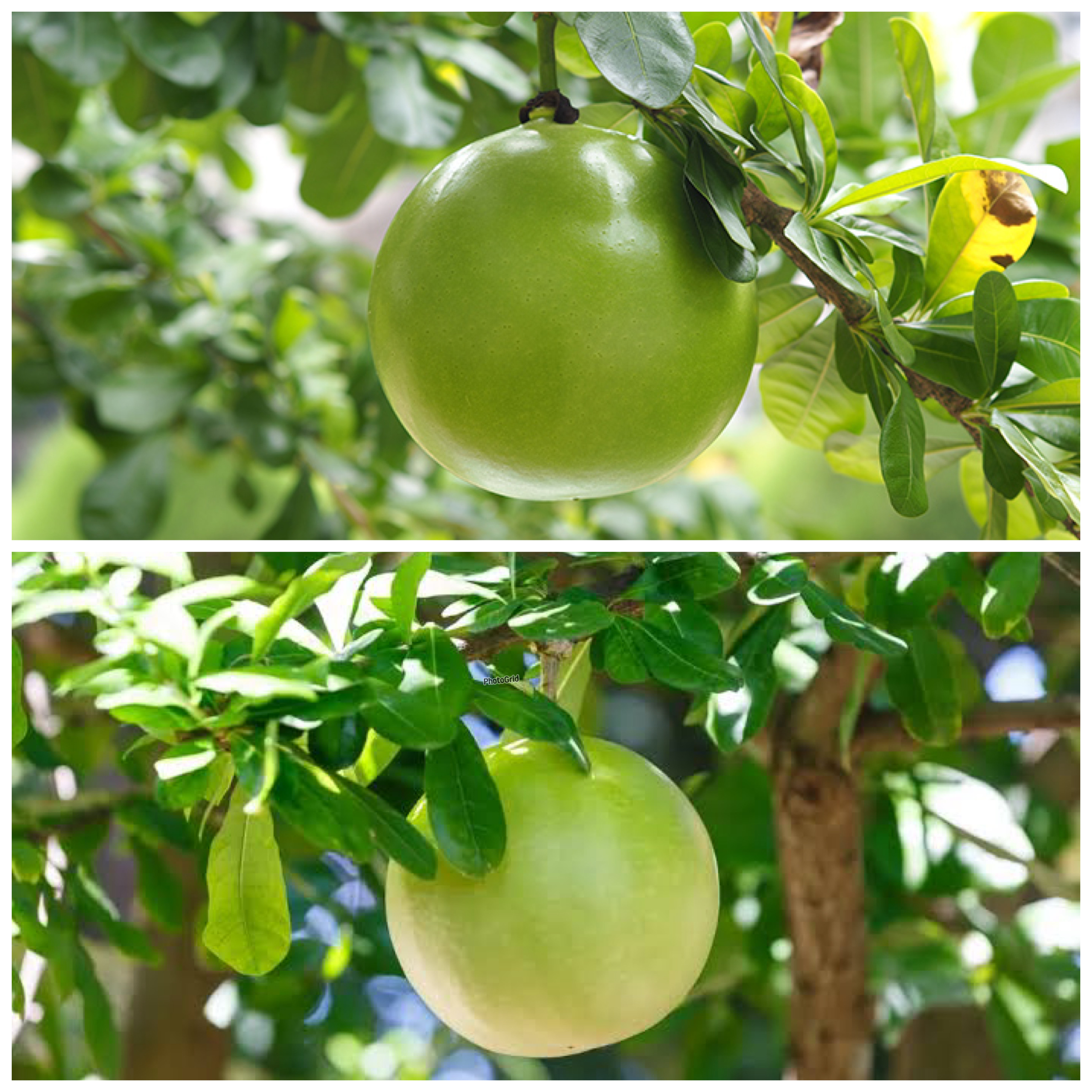 Buah Berenuk yang Jarang Diketahui, Ternyata Punya Segudang Manfaat untuk Kesehatan!