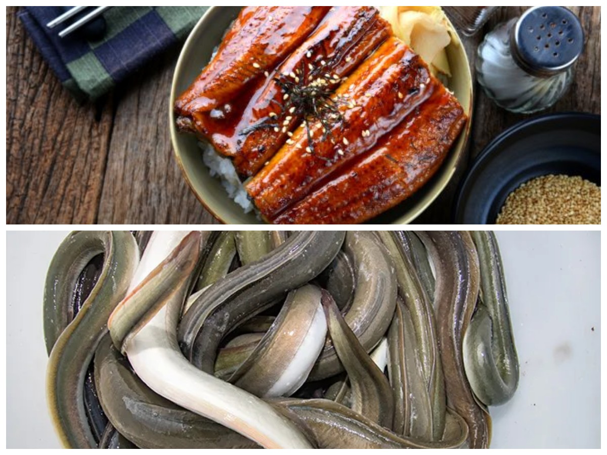 Jangan Disepelekan! Inilah Kandungan Gizi dan Manfaat Belut yang Baik untuk Tubuh