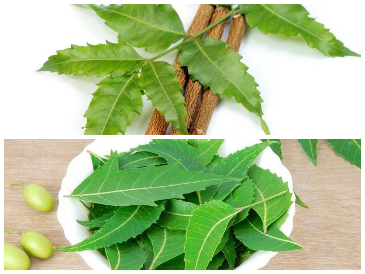 Keajaiban Daun Mimba: 5 Khasiat Alami yang Wajib Dicoba