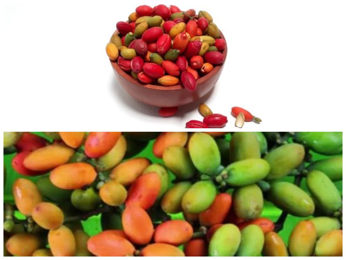 Rahasia Kesehatan dari Kulit Melinjo: 10 Manfaat yang Wajib Kamu Tahu