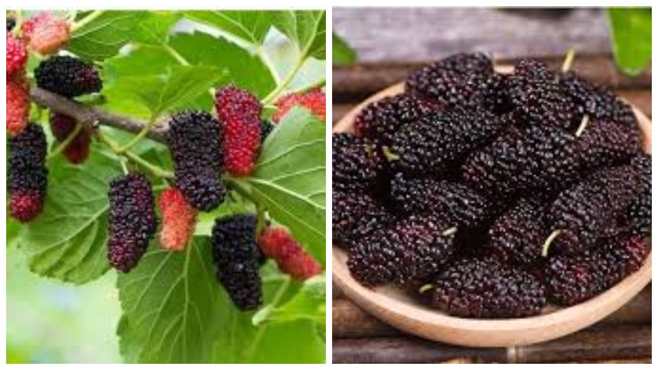 Manfaat Daun Murbei untuk Kesehatan dan Efek Sampingnya