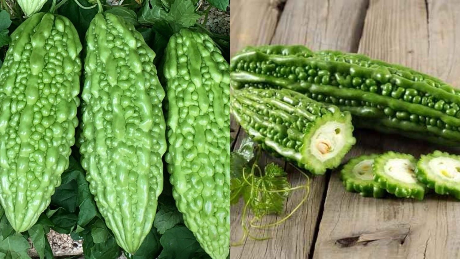 Inilah Beragam Manfaat Pare Untuk Kesehatan Yang Jarang Diketahui! 