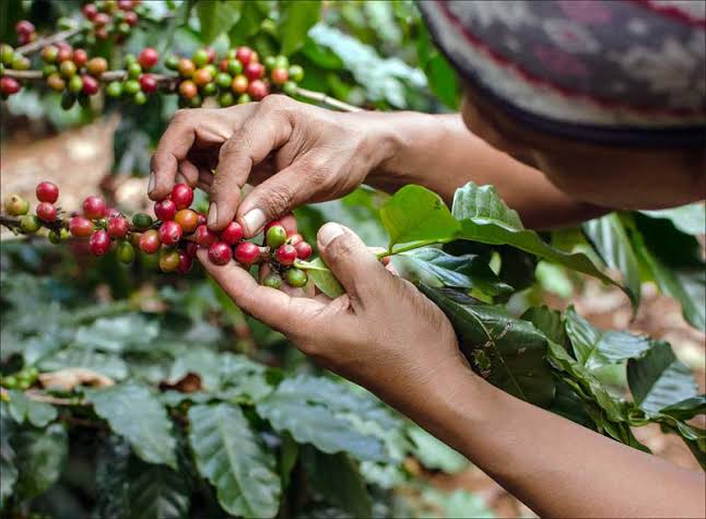 Masyarakat Pagaralam Diminta Waspada, Harga Kopi Tinggi Picu Potensi Kejahatan 