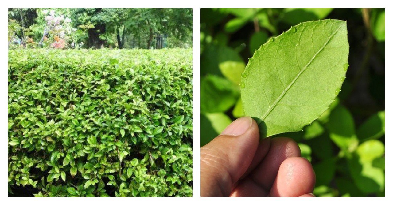 Beluntas: Herbal Alami untuk Menunjang Kesehatan Tubuh