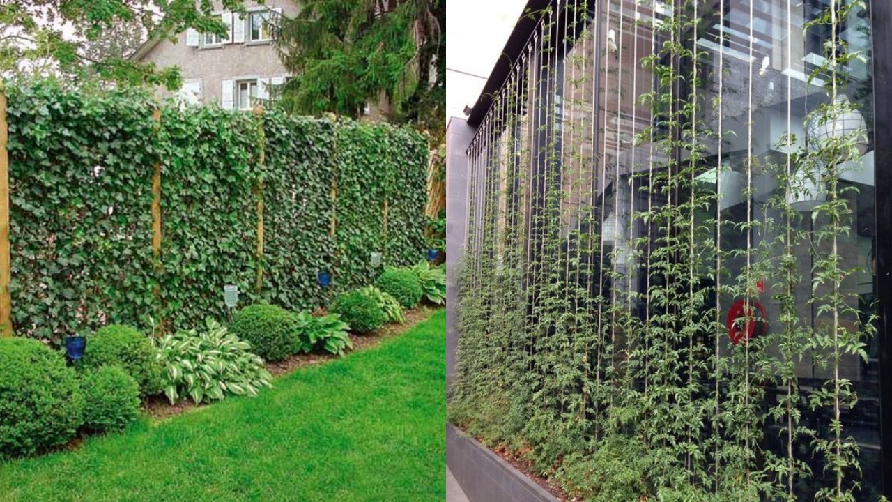 Inspirasi Pagar Rumah dengan Tanaman Rambat, Konsep Green Fence yang Menyegarkan!