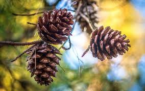 Kacang Pinus Ternyata Miliki Khasiat Yang Bagus Untuk Kesehatan Tubuh, Yuk Simak Faktanya Disini!