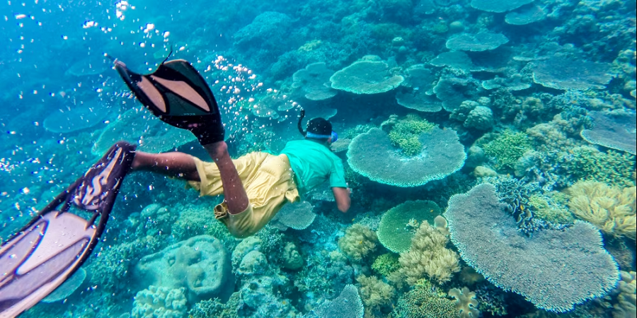 Menjelajahi Keindahan Bawah Laut Wakatobi, 4 Rekomendasi Spot Snorkeling yang Mengagumkan