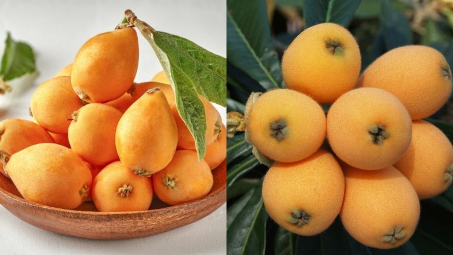 Inilah Kandungan Nutrisi Dan Manfaat Yang Luar Biasa Dari Buah Loquat Untuk Kesehatan Tubuh! 