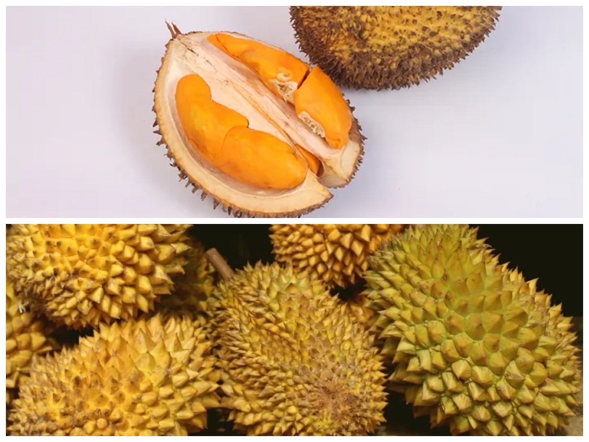 Mengungkap Khasiat Durian: Si Raja Buah dengan Segudang Manfaat Kesehatan