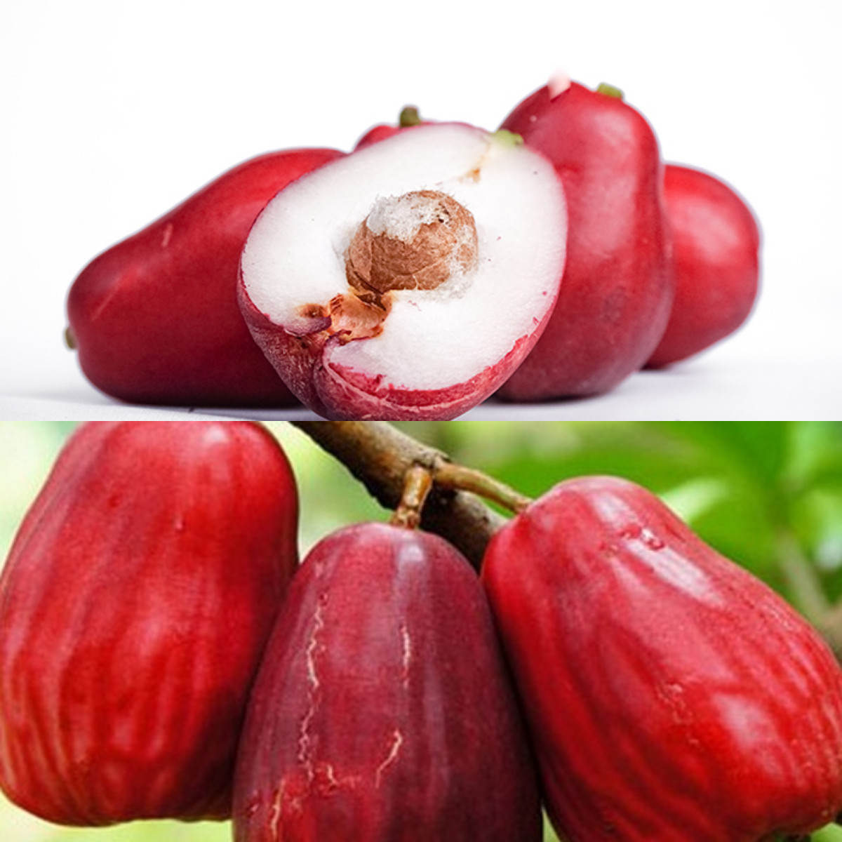 Jambu Jamaika, Pelajari 8 Keuntungannya bagi Kesehatan Tubuh!