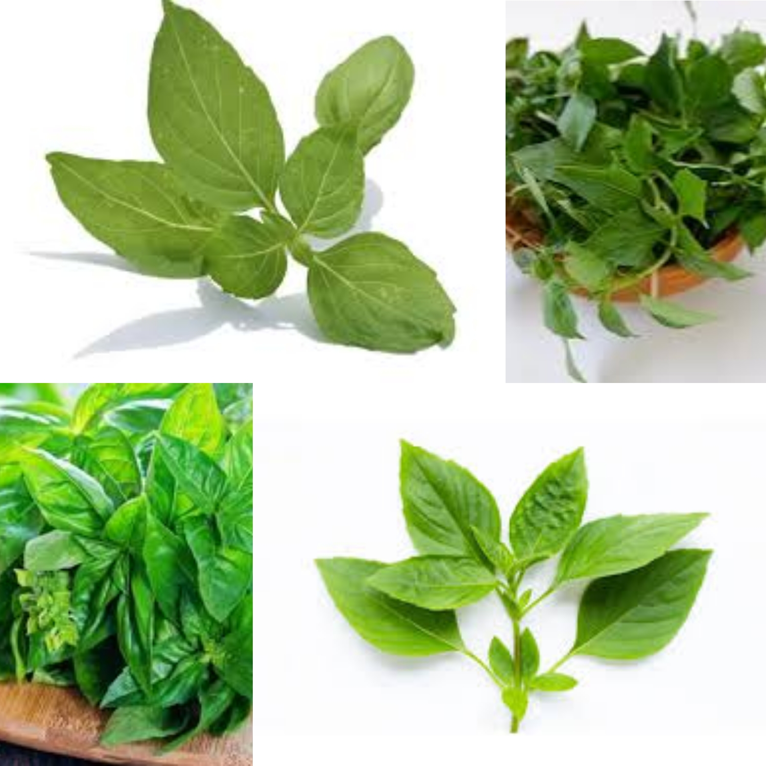 Manfaat Daun Kemangi: Rahasia Kesehatan yang Harum dari Dapur hingga Pengobatan Tradisional