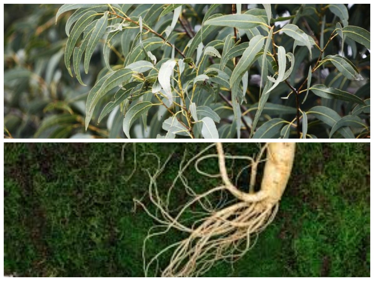 6 Racikan Herbal dari Daun yang Efektif Meredakan Nyeri Sendi dan Lutut