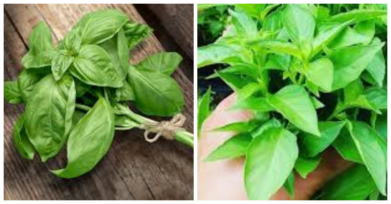 Serupa Tapi Tak Sama: Ini Bedanya Daun Basil dan Kemangi