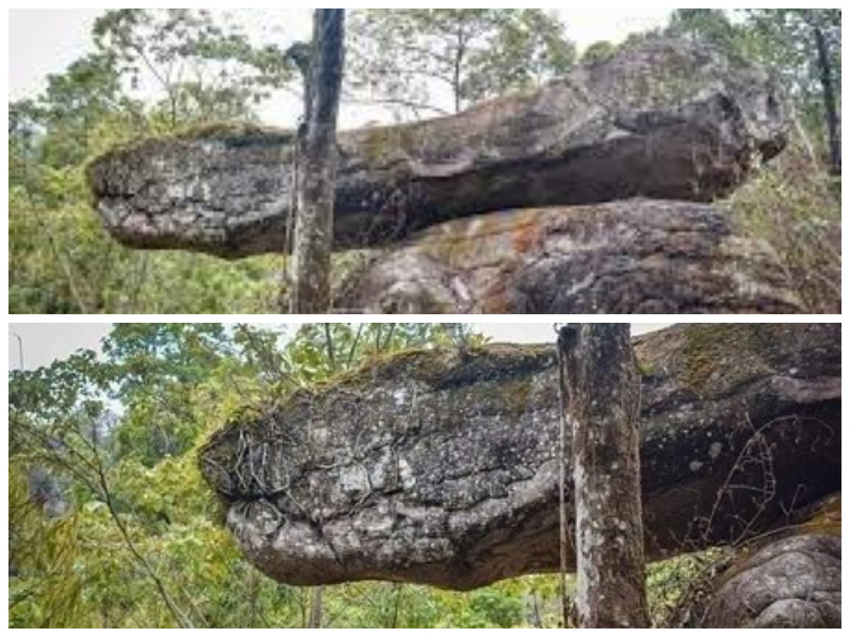 Viral di Media Sosial, Batu Ular Raksasa Ini Ternyata Bukan di Indonesia! Simak Faktanya