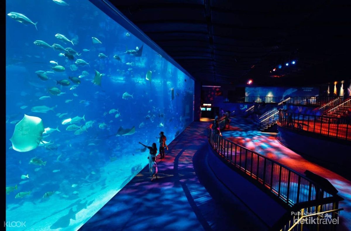 Bukan Cuma Di Ancol, Ternyata Ini 5 Aquarium Terbesar Yang Ada Di Tanah Air!