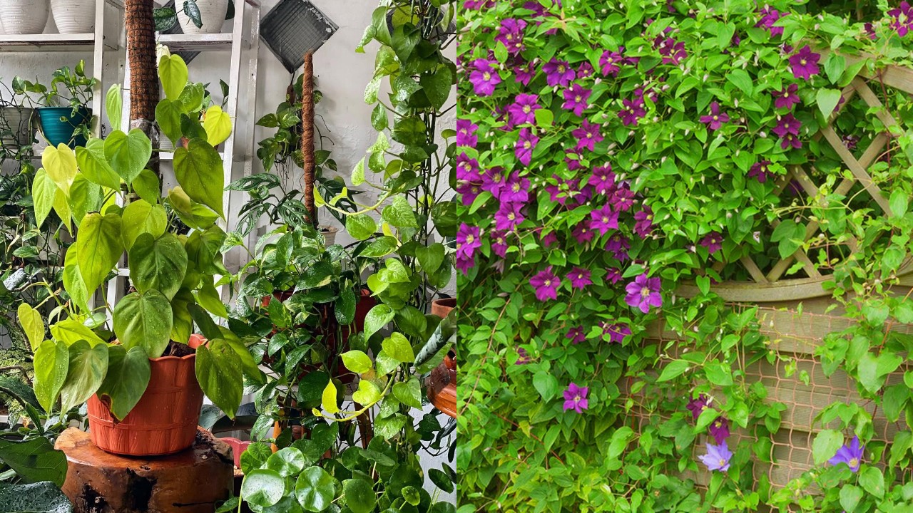 Rekomendasi Tanaman Rambat Hias yang Mudah Dirawat & Cepat Rimbun!