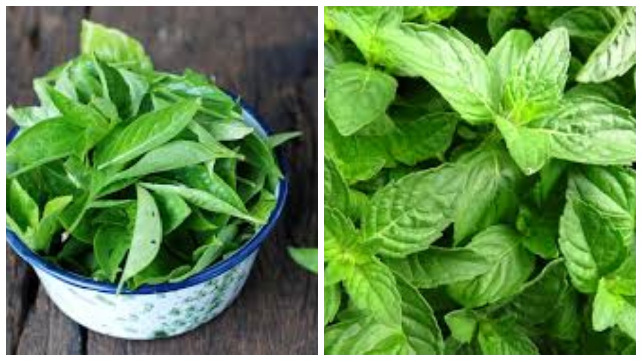 Manfaat Daun Kemangi untuk Kesehatan Pria !